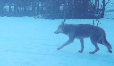 Myrkytetyn suden reviirillä mahdollisesti uusi alfapari - Metsä