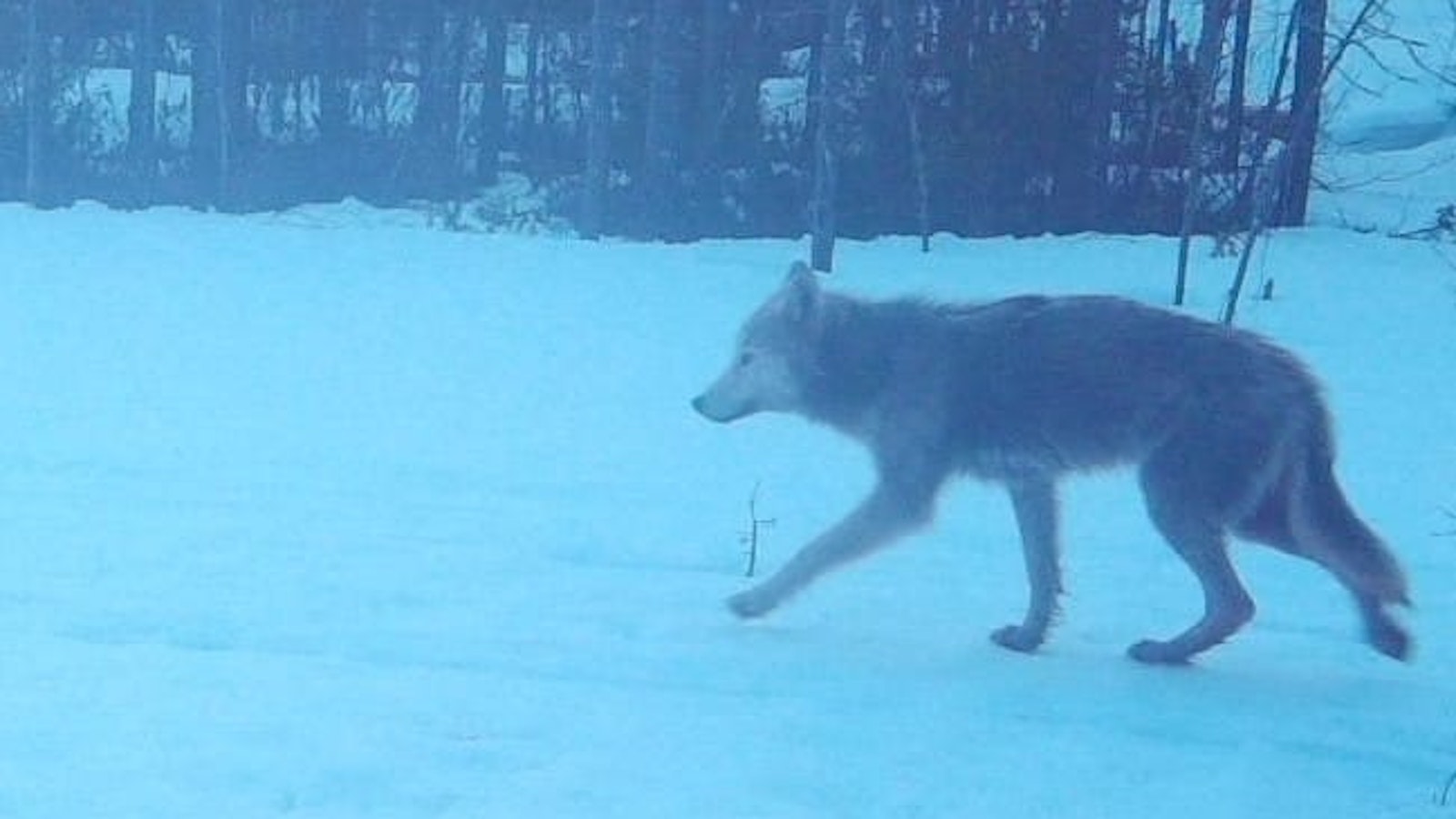 Myrkytetyn suden reviirillä mahdollisesti uusi alfapari - Metsä