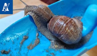 Pitkäsarvinen eläin ryömi lasten hiekkalaatikon liepeillä – Osoittautui harvinaiseksi Tampereella