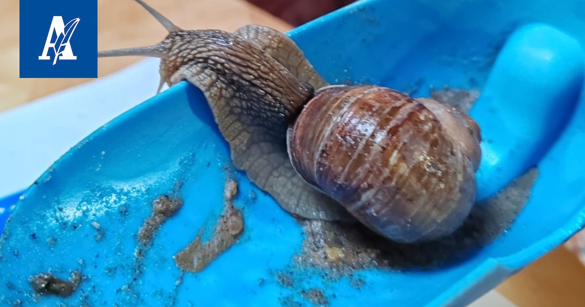 Pitkäsarvinen eläin ryömi lasten hiekkalaatikon liepeillä – Osoittautui harvinaiseksi Tampereella