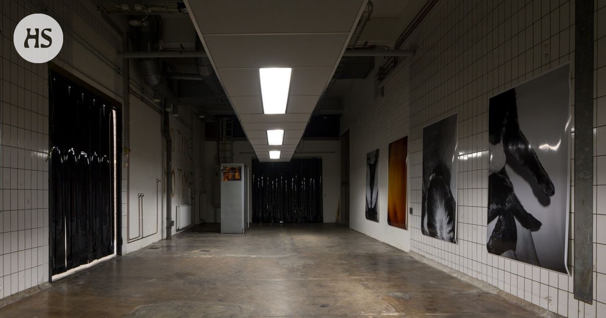 Pitted Datesin näyttely vie katsojan epämukavan lähelle Teurastamon historiaa