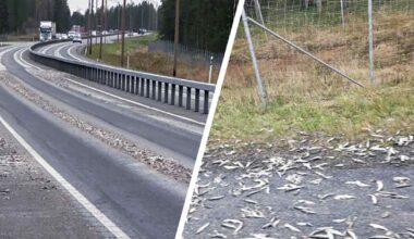 Silakkalasti levisi Nelostielle – Hanna-Maria Koivumaa sai hengenahdistusta ja pesetti autonsa neljä kertaa | Kotimaa