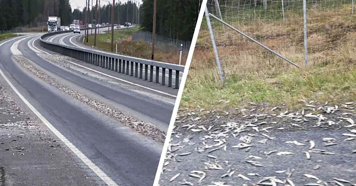 Silakkalasti levisi Nelostielle – Hanna-Maria Koivumaa sai hengenahdistusta ja pesetti autonsa neljä kertaa | Kotimaa