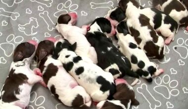 Ehdota teemaa, jonka mukaan Pentuliven pennut nimetään | Pentulive