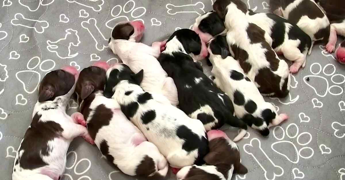 Ehdota teemaa, jonka mukaan Pentuliven pennut nimetään | Pentulive