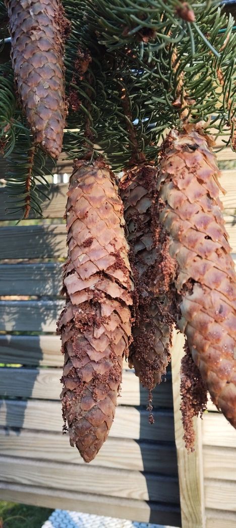 Parkanossa käpyihin ilmestyi purua ja reikiä.