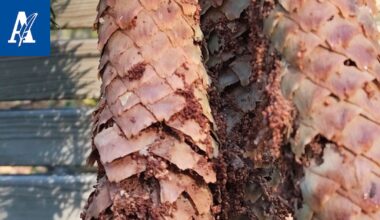 Outo ilmiö iski kuusenkäpyihin Parkanossa – Syynä onkin yleinen eläinlaji