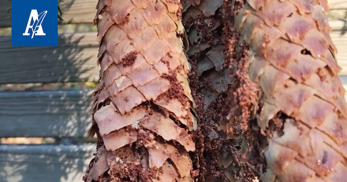 Outo ilmiö iski kuusenkäpyihin Parkanossa – Syynä onkin yleinen eläinlaji