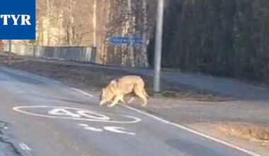 Susi piiritti ja näytteli hampaitaan – Näin Tyrvään Sanomien lukijat kertovat susihavainnoistaan