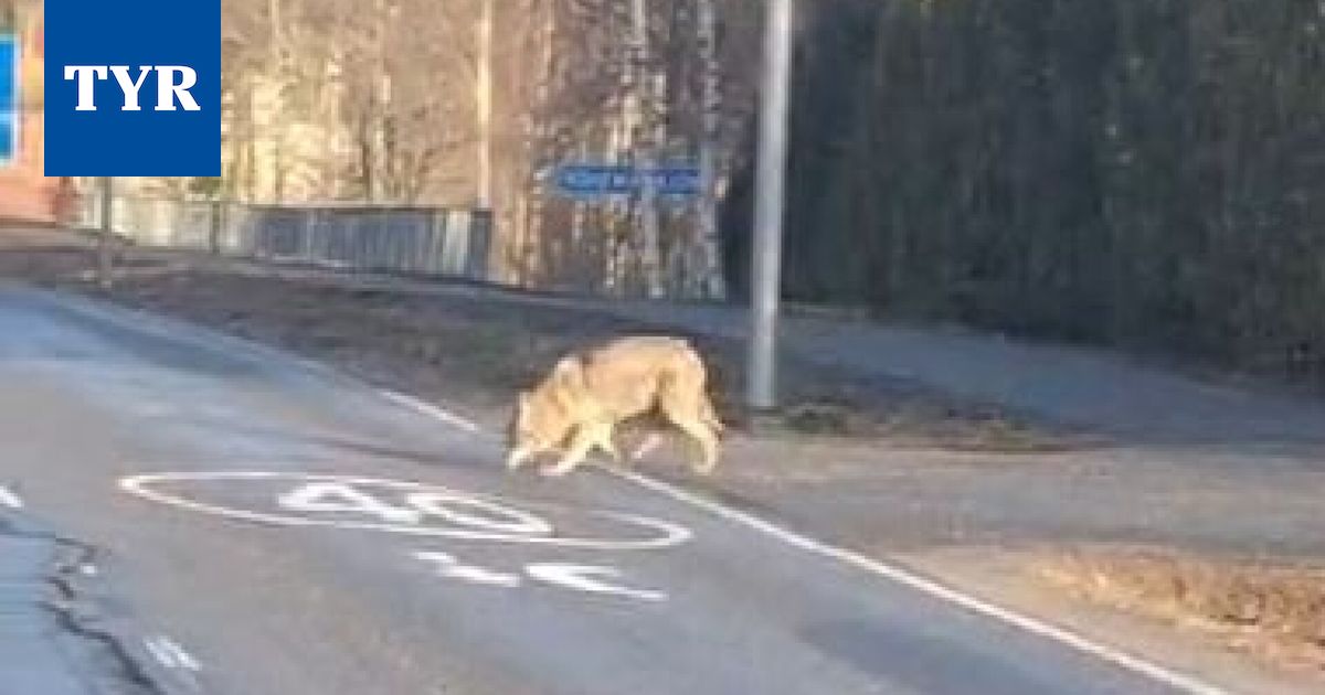 Susi piiritti ja näytteli hampaitaan – Näin Tyrvään Sanomien lukijat kertovat susihavainnoistaan