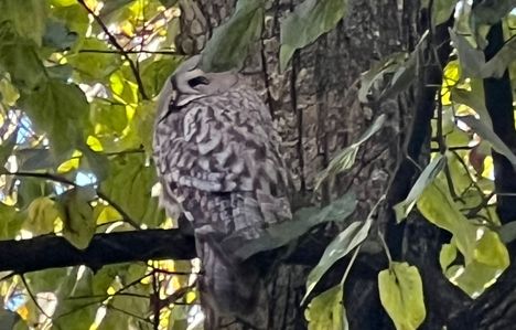 Linnut-lehden päätoimittaja Jan Södersvedin mukaan lapinpöllöjä vaeltaa silloin tällöin myös eteläiseen Suomeen.