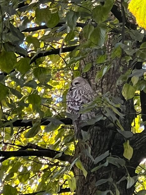 Kai Boströmin mukaan lapinpöllö otti rennosti iltapäivätirsoja, kun bongarit kuvasivat sitä.