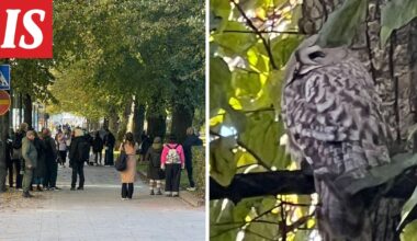 Helsingin keskustaan ilmestyi lapinpöllö - Ilta-Sanomat