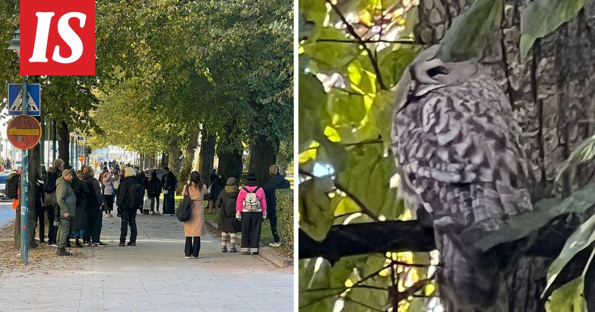 Helsingin keskustaan ilmestyi lapinpöllö - Ilta-Sanomat