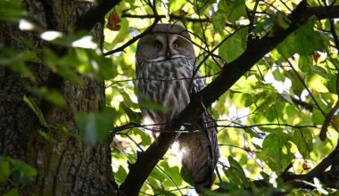 Lapinpöllö keräsi yleisöä Pohjoisesplanadilla, lintujärjestö kehottaa jättämään rauhaan | Kotimaa
