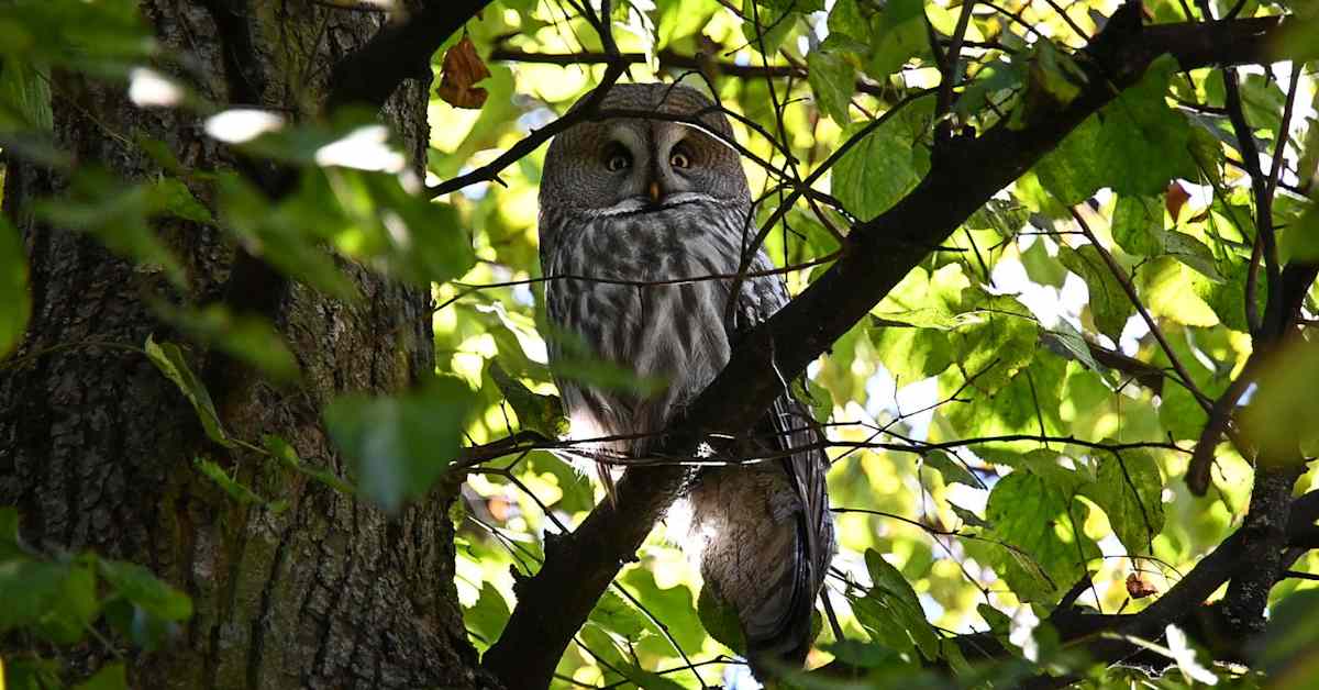 Lapinpöllö keräsi yleisöä Pohjoisesplanadilla, lintujärjestö kehottaa jättämään rauhaan | Kotimaa