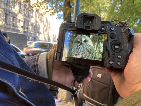 Juha Heino sai lapinpöllöstä hyviä kuvia järjestelmäkamerallaan.