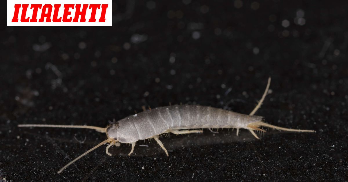 Siivousammattilainen näkee viikoittain sokeritoukkia – Erityisesti yksi asia kodissa saa ne liikkeelle