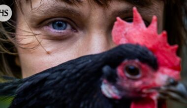 Kirjailija Mariia Niskavaara kertoo esikoisteoksestaan Ester, teurastaja, joka käsittelee elämän ja kuoleman kiertokulkua