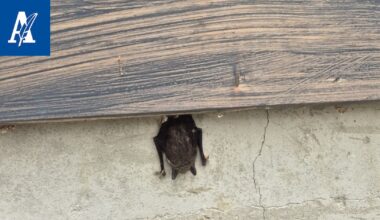 Lepakko pysyi näkyvällä paikalla päivisin – Sitten sen ympärillä Nokialla alkoi pörrätä kärpäsiä