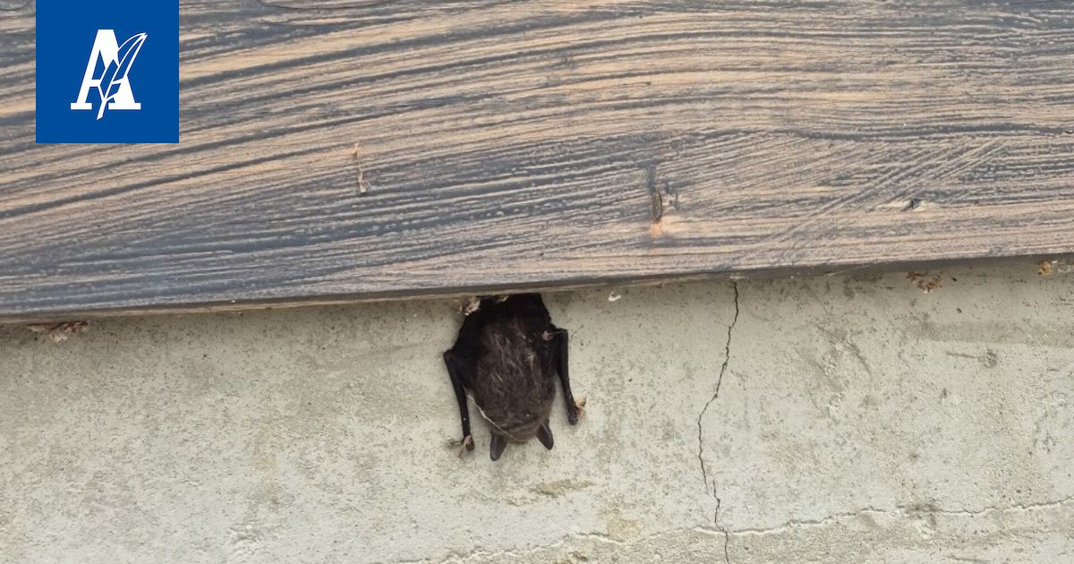 Lepakko pysyi näkyvällä paikalla päivisin – Sitten sen ympärillä Nokialla alkoi pörrätä kärpäsiä