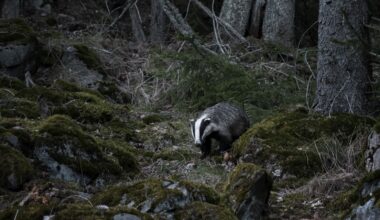 Kun mäyrä ja ilves osuvat nenäkkäin, kumpi väistää? Video paljastaa vastauksen - Metsä
