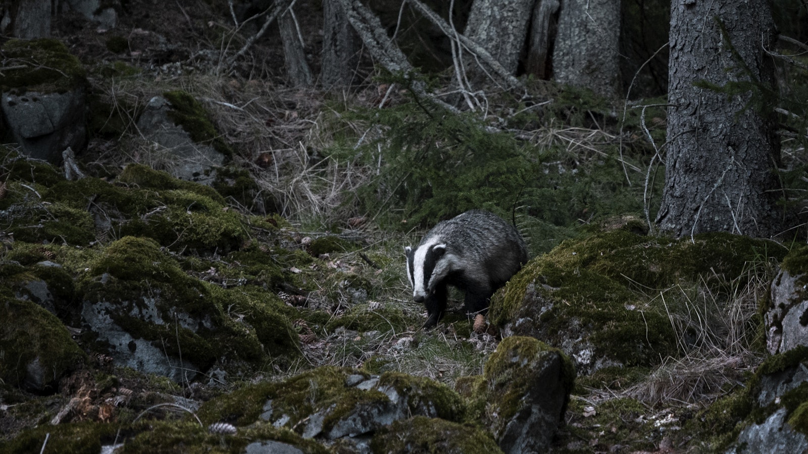 Kun mäyrä ja ilves osuvat nenäkkäin, kumpi väistää? Video paljastaa vastauksen - Metsä