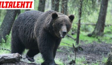 Loukkaantunut karhu edelleen kateissa – Älä mene tälle alueelle