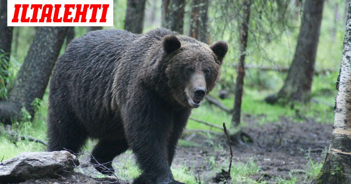Loukkaantunut karhu edelleen kateissa – Älä mene tälle alueelle