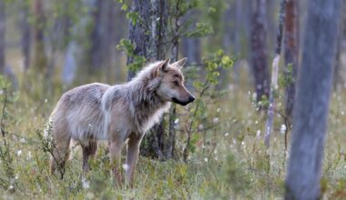 Lukijalta: Luke oikaisee virheellisiä väittämiä suden kanta-arviosta ja DNA-aineistosta - Mielipide