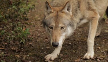Varsinais-Suomen liitto kaipaa sudelle omaa kiintiöaluetta | Varsinais-Suomi
