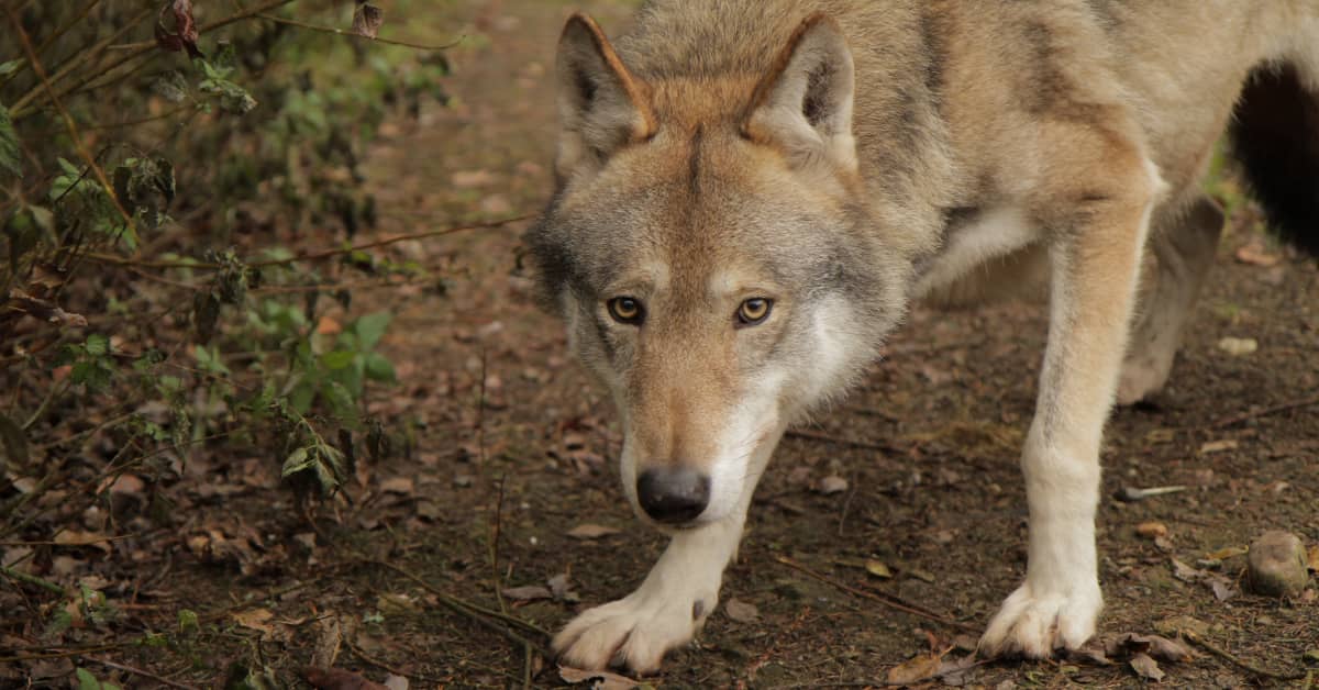 Varsinais-Suomen liitto kaipaa sudelle omaa kiintiöaluetta | Varsinais-Suomi