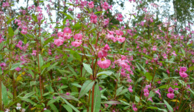 Jyväskylässä kitkettiin neljässä viikossa reilut kolme hehtaaria jättipalsamia mobiilipelin avulla | Keski-Suomi