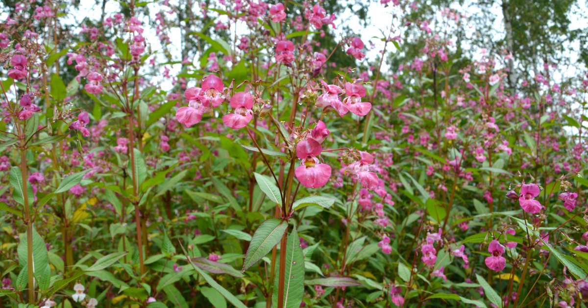 Jyväskylässä kitkettiin neljässä viikossa reilut kolme hehtaaria jättipalsamia mobiilipelin avulla | Keski-Suomi