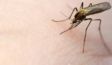 Islannista löytyi hyttysiä ensimmäistä kertaa | Ulkomaat