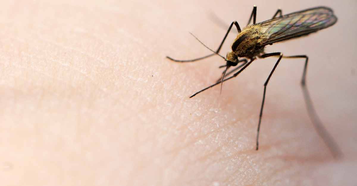 Islannista löytyi hyttysiä ensimmäistä kertaa | Ulkomaat