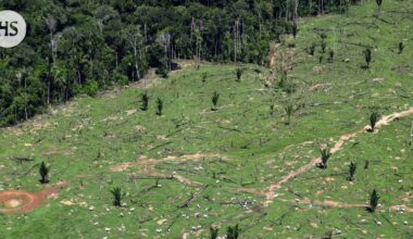 Komissio vahvistaa: Metsäkatoasetusta ei lykätä vaan myllätään uusiksi