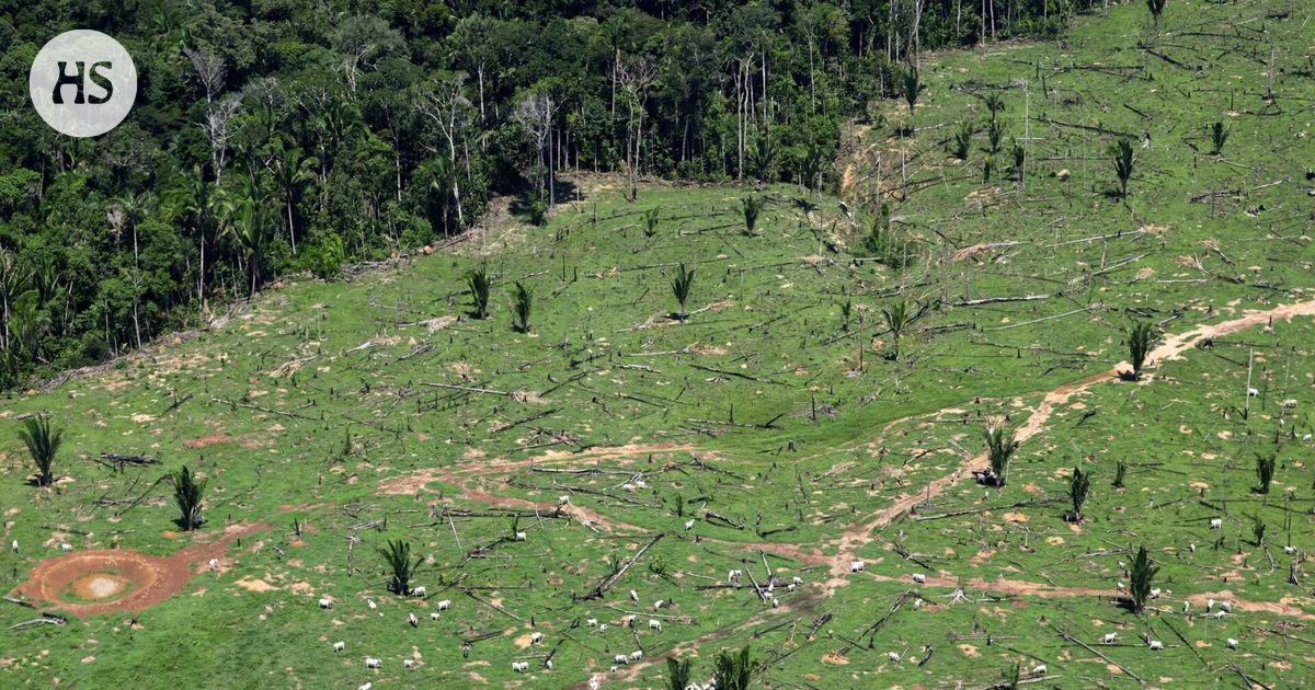 Komissio vahvistaa: Metsäkatoasetusta ei lykätä vaan myllätään uusiksi