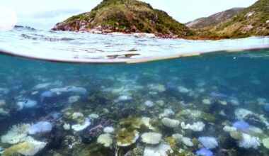 Korallit kärsivät ensiksi, kun yksi keikahduspiste ylittyy maapallon lämmetessä