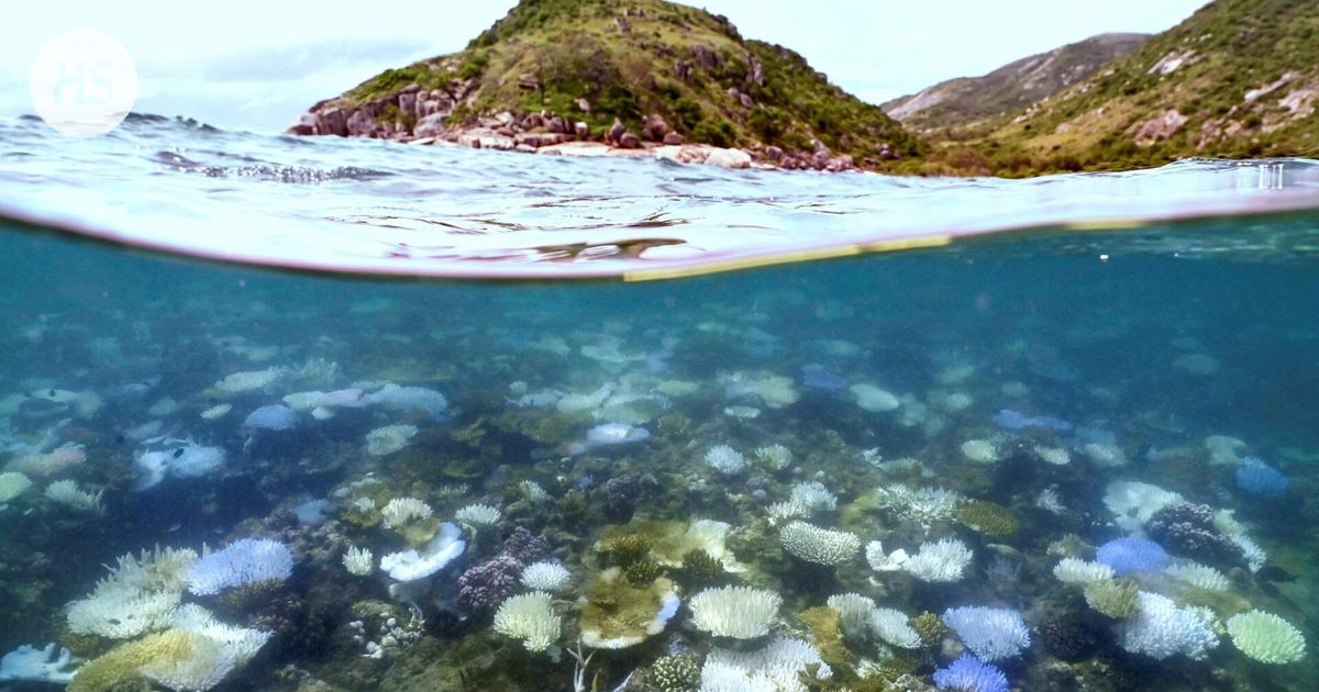 Korallit kärsivät ensiksi, kun yksi keikahduspiste ylittyy maapallon lämmetessä
