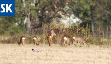 Ketä haittaa, että Louvreen murtauduttiin – Eihän Napoleon enää korujaan tarvitse!