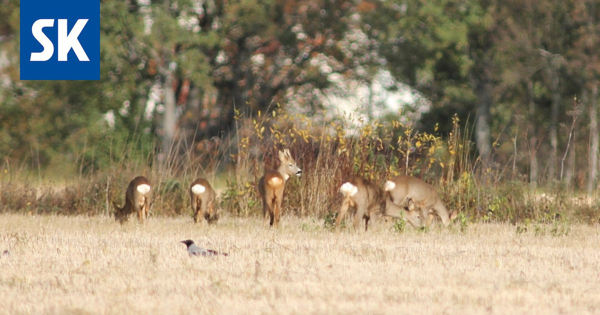 Ketä haittaa, että Louvreen murtauduttiin – Eihän Napoleon enää korujaan tarvitse!