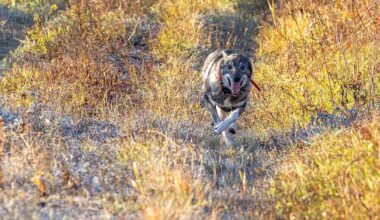 Metsästäjät pelkäävät susien tappavan koiransa – metsästyskulttuuri muuttumassa | Kotimaa