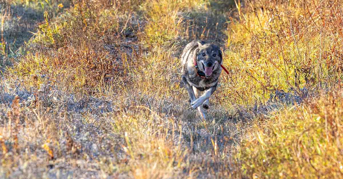 Metsästäjät pelkäävät susien tappavan koiransa – metsästyskulttuuri muuttumassa | Kotimaa