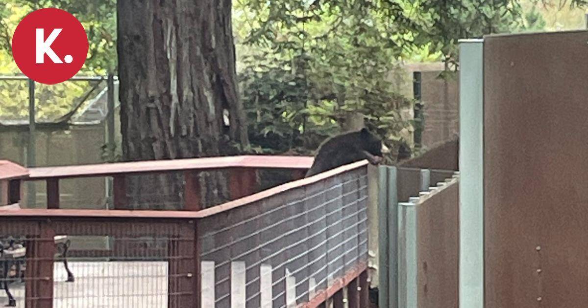 Kohtelias karhu soluttautui eläintarhaan | Uutissuomalainen