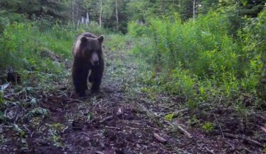 Loukkaantunut karhu liikkuu Alajärvellä – ihmisiä pyydetään välttämään maastossa liikkumista | Kotimaa
