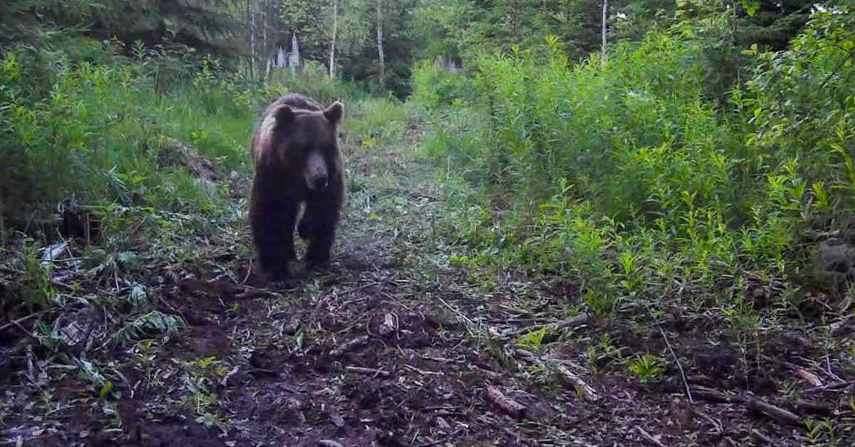 Loukkaantunut karhu liikkuu Alajärvellä – ihmisiä pyydetään välttämään maastossa liikkumista | Kotimaa