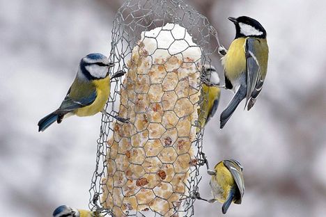 Tiaisten talviruokintaa.