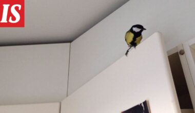 Miksi pikkulintu pyrkii sisälle - Ilta-Sanomat