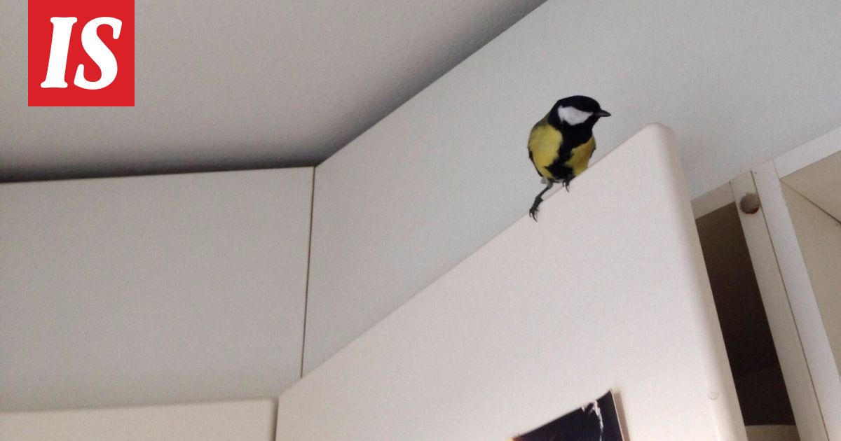 Miksi pikkulintu pyrkii sisälle - Ilta-Sanomat